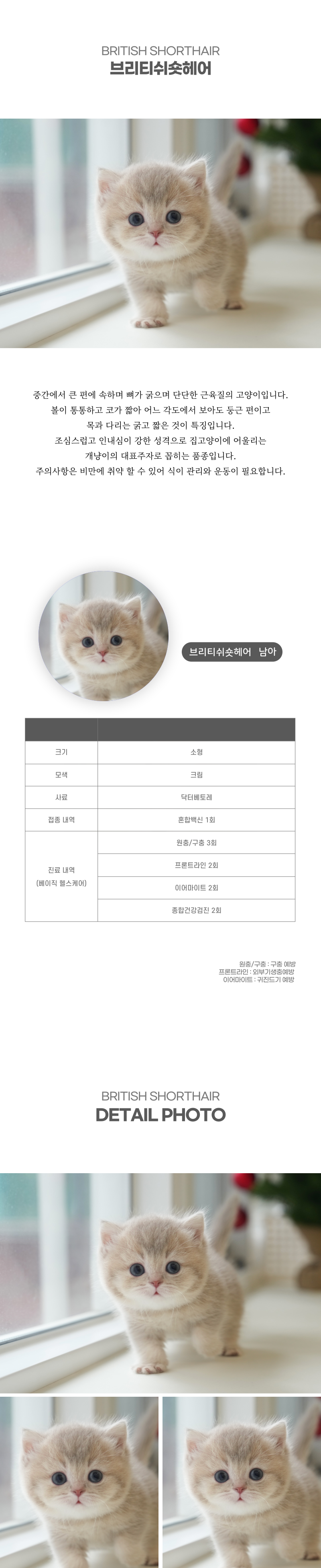 브리티쉬숏헤어_상세이미지_2